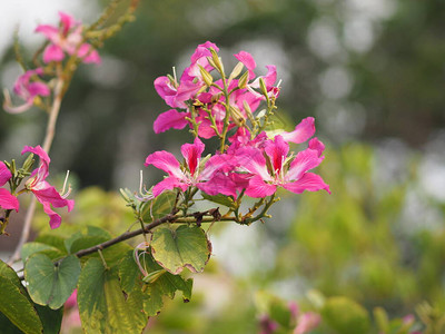 粉红色的花紫荆杂色开花植物豆科植物常见的名称包括兰花树美丽的图片