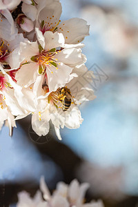 蜂蜜从杏仁树花朵中收集花粉图片