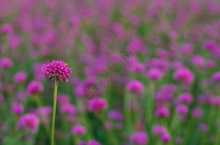 粉红色的地球苋菜花背景色彩模糊图片