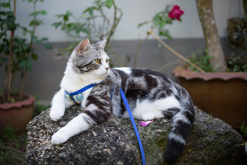 可爱健康的小猫咪美丽的黄眼睛戴着项圈在花园图片