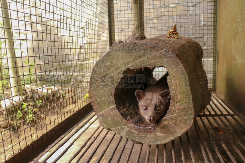 可爱的亚洲棕榈果子狸躺在树干的洞里果子狸猫肖像特写Paradoxurushermaphroditus生产KopiluwakArc图片
