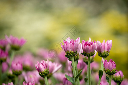紧贴粉红菊花盛开一排背景色图片