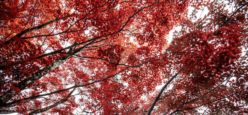 秋天枫叶自然清新背景图片