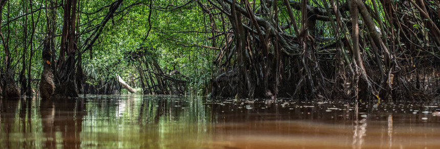 泰国SangNae运河panangnga的小亚马逊图片