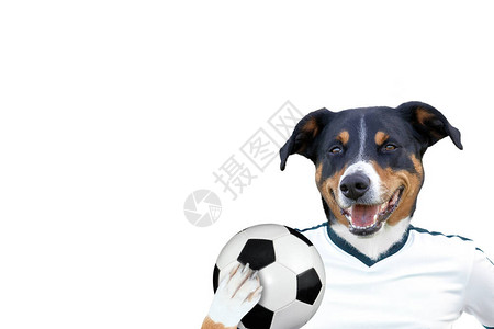 带球的足球狗白色背景图片