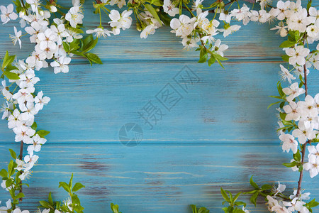 蓝木本色的樱桃树花朵从上方查看横幅图片