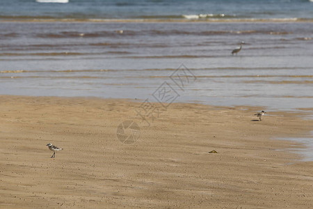 桑迪海滩上的小海鸟寻找蟹图片