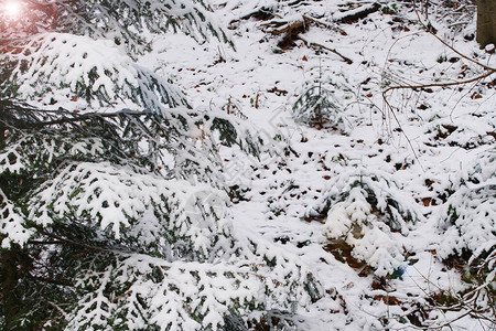 冬季景观中的第一场雪图片