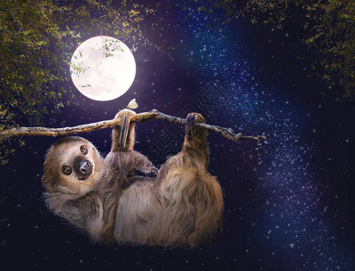 晚上从树枝上挂可爱的双脚满月星图片
