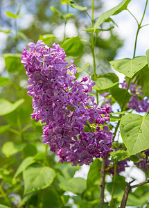 丁香花与叶子的分支图片