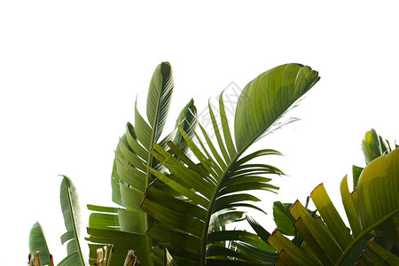 白色背景的阳光下有一群奇异棕榈树的绿色大香蕉叶图片