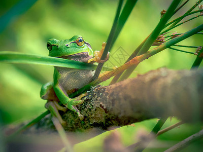 垂悬在树枝上的绿色青蛙图片