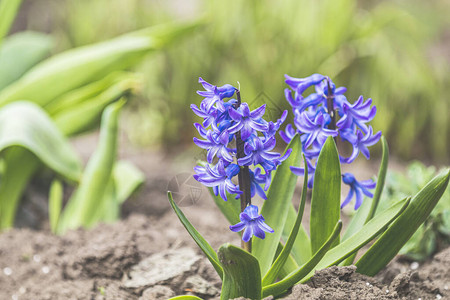 春天森林里美丽的蓝色花朵图片