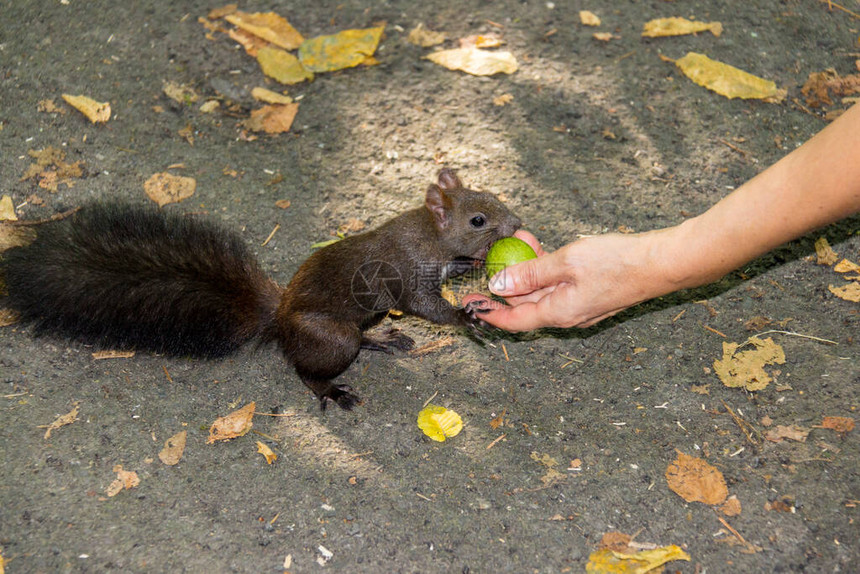 女手正在喂松鼠在公园里图片