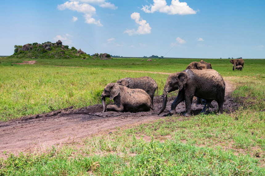 非洲大象或Loxodonta环礁在热带草原的泥图片