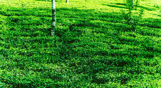 锡兰绿茶种植园景观图片