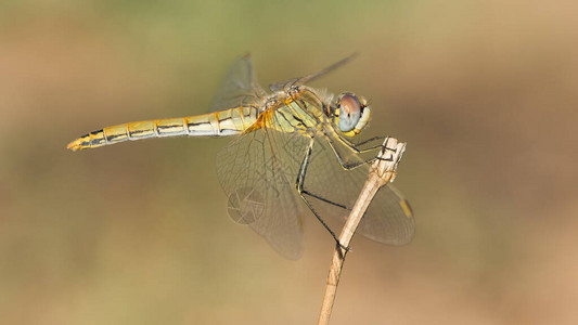 野生动物和蜻蜓的照片图片