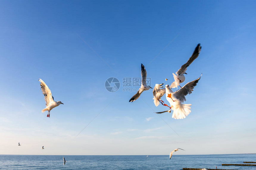 蓝海的鸥在飞行渔图片
