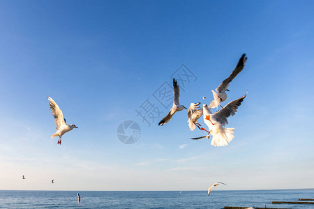 蓝海的鸥在飞行渔图片