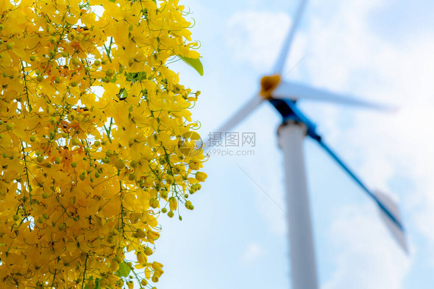 风车电源和金雨或决明子瘘的黄花图片