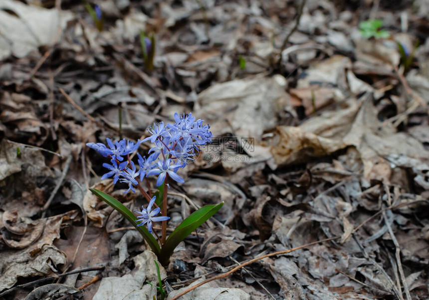 盛开的蓝色雪滴在森林中欢图片