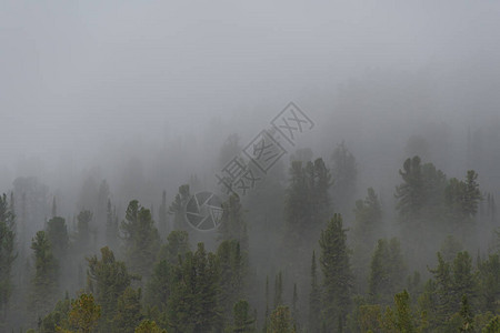 山坡上树的背影神秘的烟雾图片