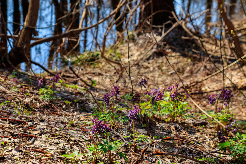 春天森林里的紫堇花图片