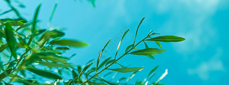 阳光明媚的夏季植物背景和自然背景中的橄榄图片