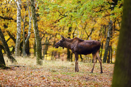 秋天森林中的驼鹿北美或欧亚科学名称Alces图片