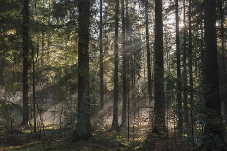 在茂密林地有阳光和雾的树木中从大气中的图片
