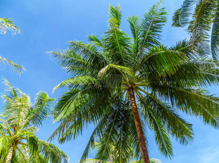 热带海滩景观椰子棕榈树暑假概念热带图片