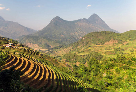 越南山地萨帕附近的水稻田景观梯图片