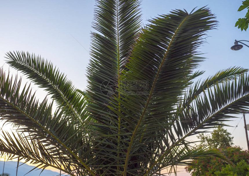 棕榈热带树棕榈树图片