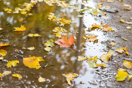 水坑的秋叶图片
