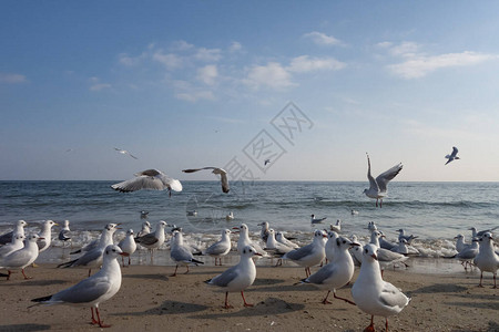 海鸥和鸽子在海滩的海滨阳图片