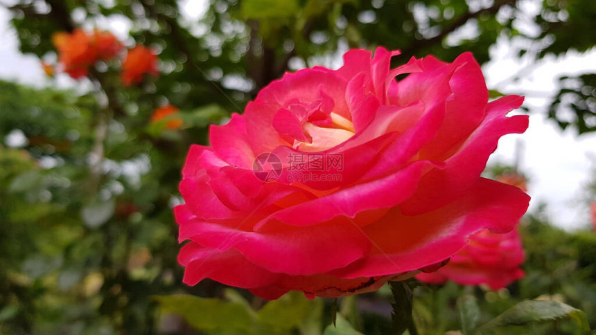 花园里的玫瑰花卉园茂密的枝叶间的玫瑰花特写完美形状的精致花瓣在明亮的阳光下绽放在盛图片