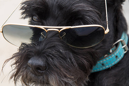 带着太阳镜在海滩上的狗图片