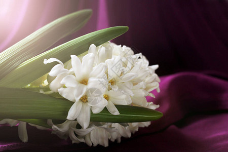 Hyacinthus东雅其利普通青春花园青蒿素或荷图片