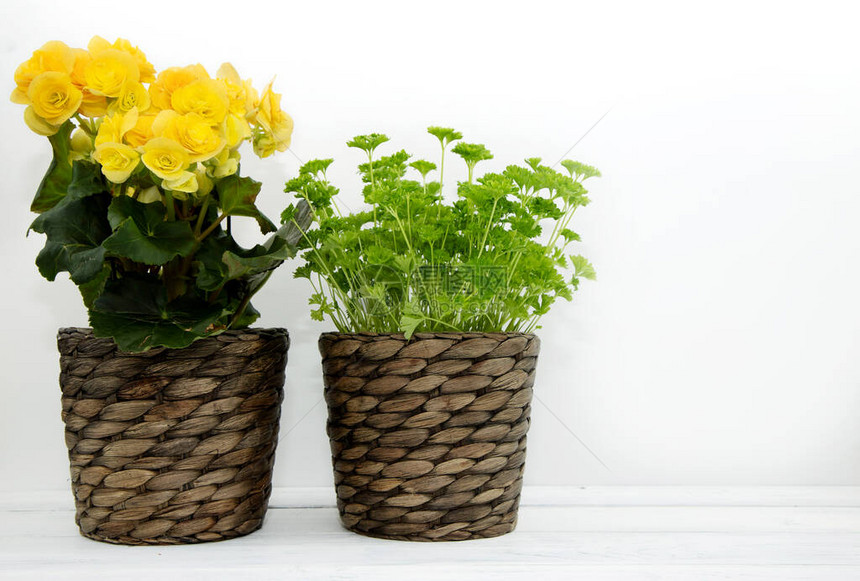 柳条花盆中盛开的黄色秋海棠和绿色新鲜欧芹站在一张白色的桌子上种植花卉作为家居装饰品图片