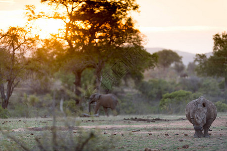 非洲野外的白犀图片