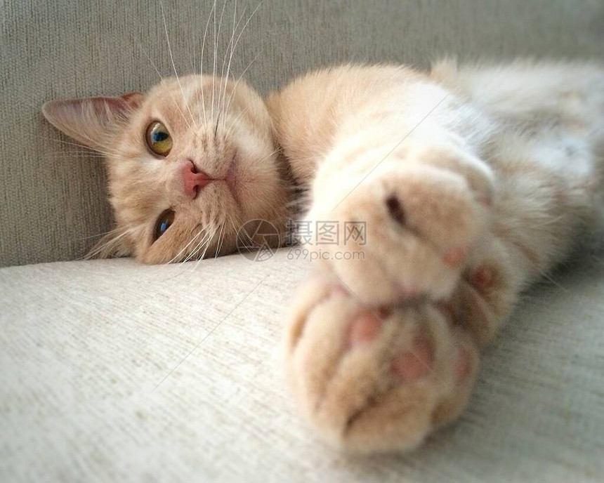 一只可爱蜜桃猫的嘴和前爪图片