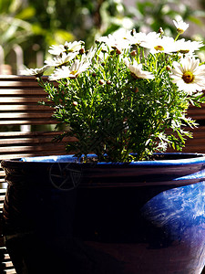 蓝盆花园里的天然雏菊图片