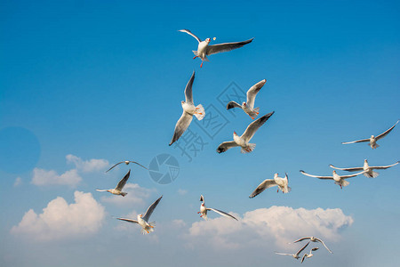 海鸥在天空中飞翔海鸥作为自由概图片