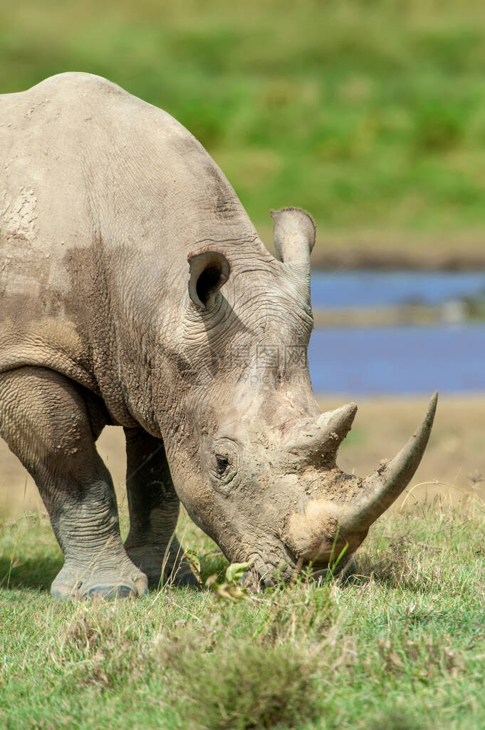在肯尼亚公园关闭犀牛肖像栖息地的大动物来自非洲自然的图片