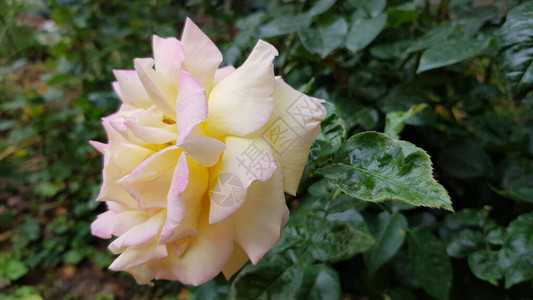 美丽柔和的颜色玫瑰与郁葱的花瓣特写背景图片