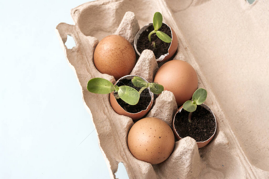 零废物园艺蛋壳新鲜芽回收碳盒家庭园图片