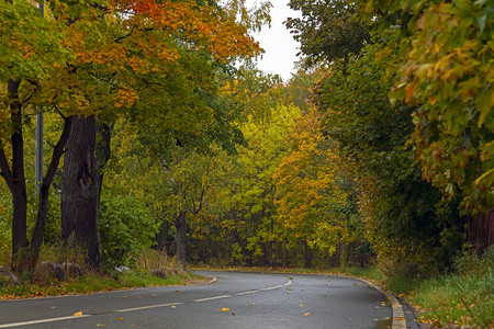 雨后路经过秋天森林树木形成一系列树图片