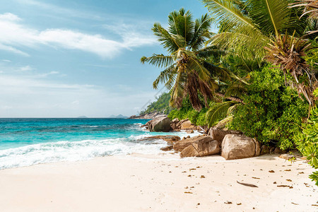 海滩Seychelkles白沙滩及棕榈树图片