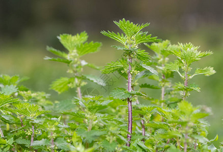 药用植物和荨麻植物的照片图片