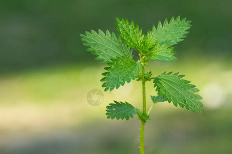 药用植物和荨麻植物的照片图片